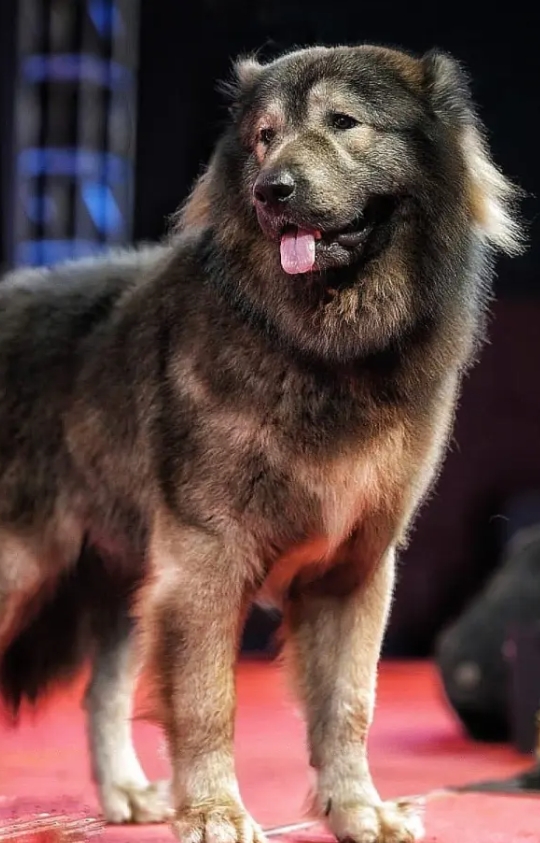 Щенок весом 75 килограммов и стоимостью 5,3 млн евро: как выглядит самая дорогая собака в мире